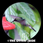 White-vented Plumeleteer