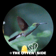 White-vented Plumeleteer