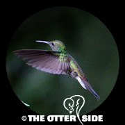 White-vented Plumeleteer