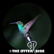 White-vented Plumeleteer