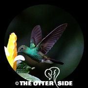 White-vented Plumeleteer
