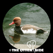Red-crested Pochard