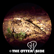 Common Poorwill