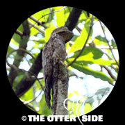 Common Potoo