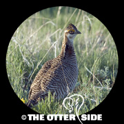 Lesser Prairie-Chicken