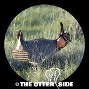 Lesser Prairie-Chicken