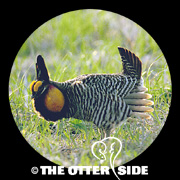 Greater Prairie-Chicken - Northern