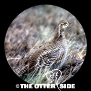 Greater Prairie-Chicken - Attwater's