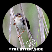 Plain Prinia