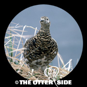 Rock Ptarmigan - Aleutians