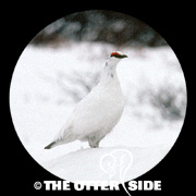 Rock Ptarmigan - Mainland