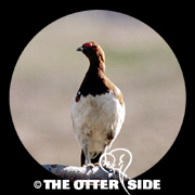 Willow Ptarmigan