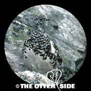 White-tailed Ptarmigan