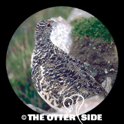 White-tailed Ptarmigan