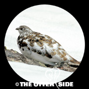 White-tailed Ptarmigan
