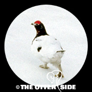 Willow Ptarmigan