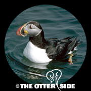 Atlantic Puffin
