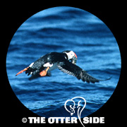 Atlantic Puffin