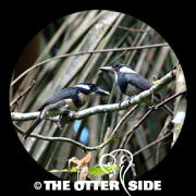 Black-breasted Puffbird