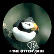Horned Puffin