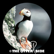 Horned Puffin