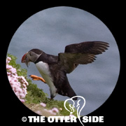 Atlantic Puffin
