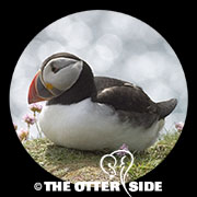 Atlantic Puffin