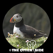 Atlantic Puffin