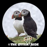 Atlantic Puffin
