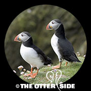 Atlantic Puffin
