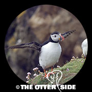 Atlantic Puffin