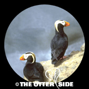 Tufted Puffin