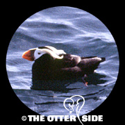 Tufted Puffin