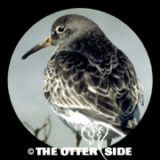 Purple Sandpiper