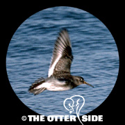 Purple Sandpiper