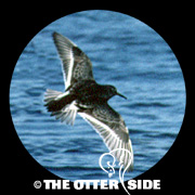 Purple Sandpiper