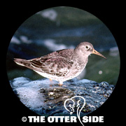 Purple Sandpiper