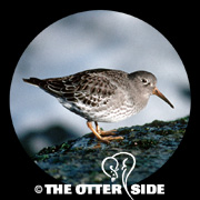 Purple Sandpiper