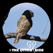 Northern Pygmy-Owl