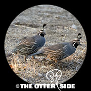 California Quail