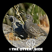 California Quail