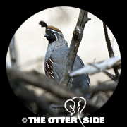 Gambel's Quail