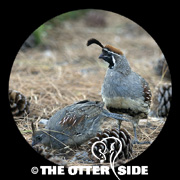 Gambel's Quail