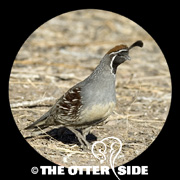 Gambel's Quail