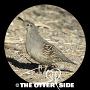 Gambel's Quail