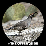 Gambel's Quail