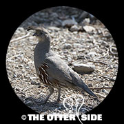Gambel's Quail