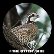 Northern Bobwhite - Southern Texas