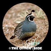California Quail