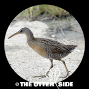 Clapper Rail - Gulf Coast